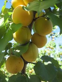 ripe apricots on branch
