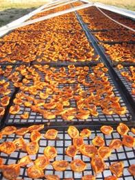 sun-drying apricot halves
